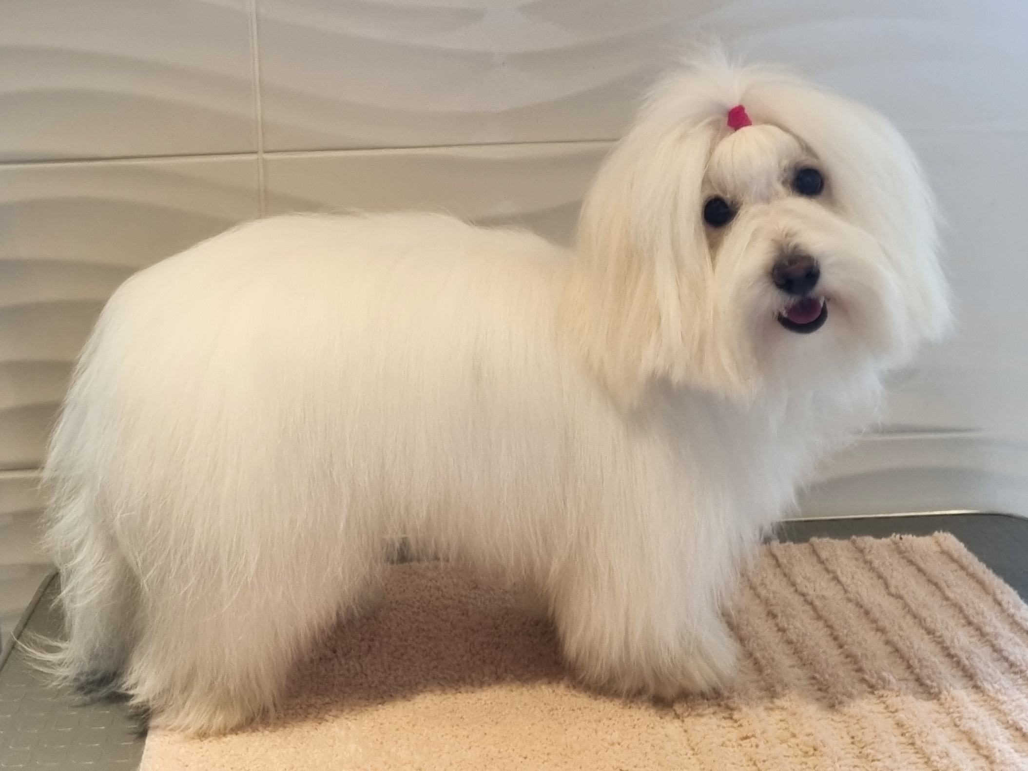 Coton de tulear